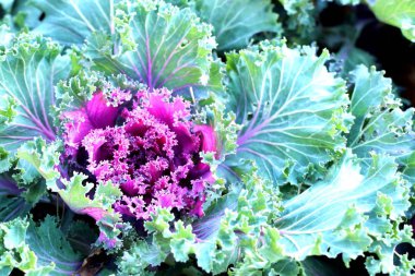 Kore'de lahana Bahçe