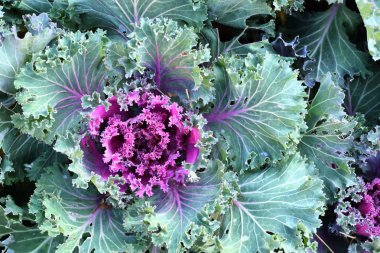 Kore'de lahana Bahçe