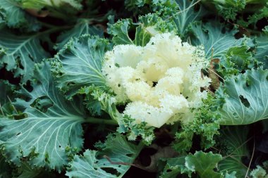 Kore'de lahana Bahçe