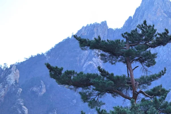 Naaldboom in voorjaar korea — Stockfoto