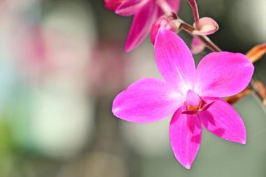 doğada orkide çiçek