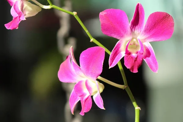 大自然中的兰花花朵 — 图库照片