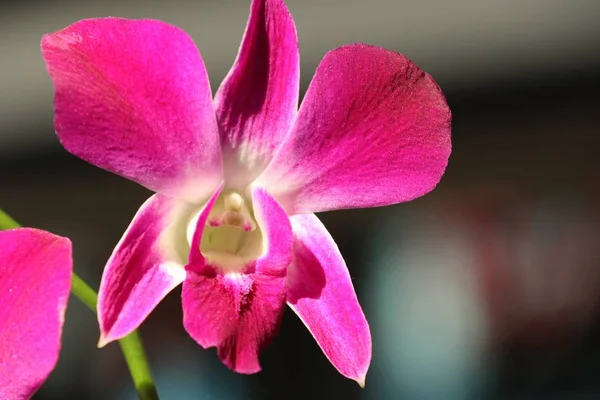 Орхидея цветок в природе — стоковое фото
