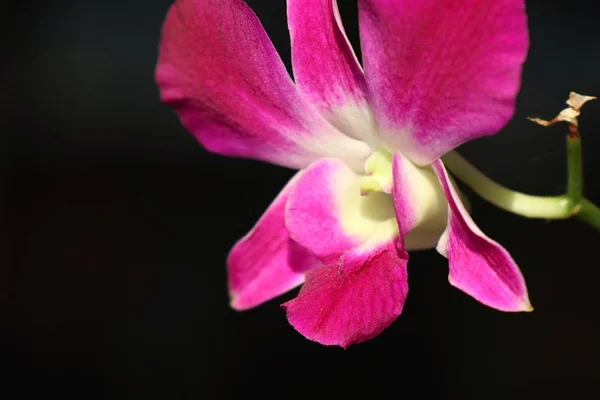 Flor de orquídea en la naturaleza —  Fotos de Stock