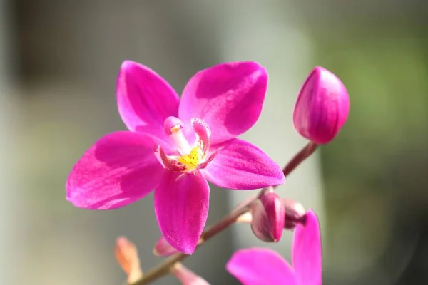 大自然中的兰花花朵 — 图库照片