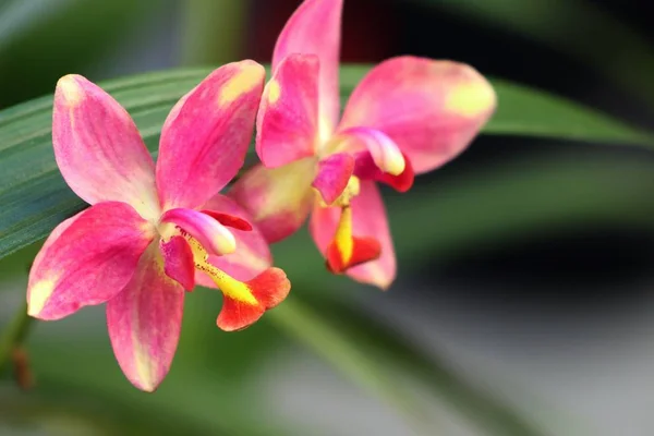Flor de orquídea en la naturaleza — Foto de Stock