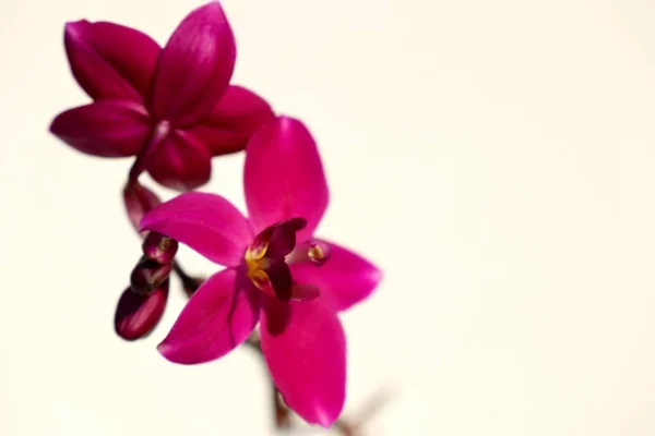 Орхидея цветок в природе — стоковое фото