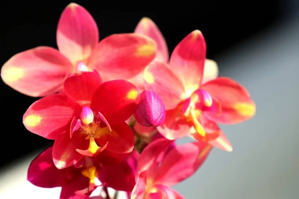 Orchideebloem in de natuur — Stockfoto