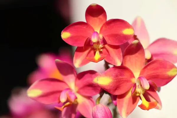 Orchidea kwiat natura — Zdjęcie stockowe