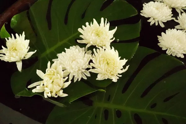 Chrysanthème eau flottante blanche — Photo