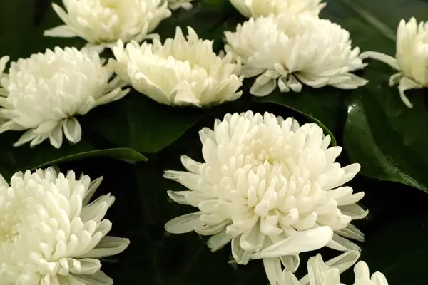 Chrysanthème eau flottante blanche — Photo