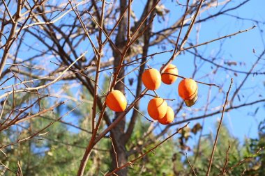 Trabzon hurması ağaç bahar Kore