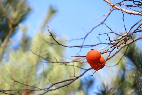 Árbol de caqui primavera corona — Foto de Stock