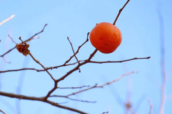 Persimmon drzewo wiosna korea — Zdjęcie stockowe