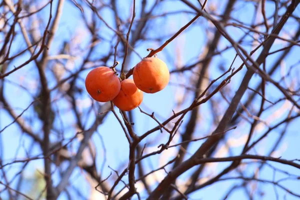 Árbol de caqui primavera corona — Foto de Stock