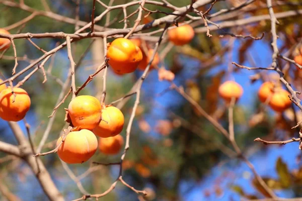 Árbol de caqui primavera corona — Foto de Stock