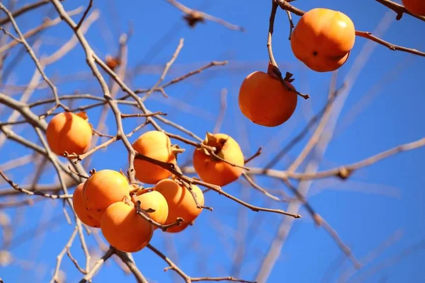 Árbol de caqui primavera corona — Foto de Stock