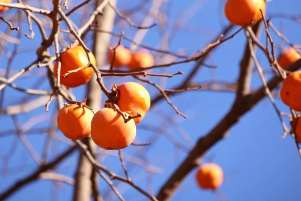 Árbol de caqui primavera corona — Foto de Stock