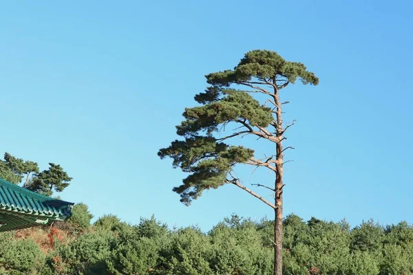 Pine tree in korea — Stock Photo, Image