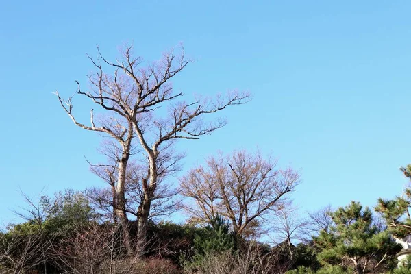 Frühling in Südkorea — Stockfoto