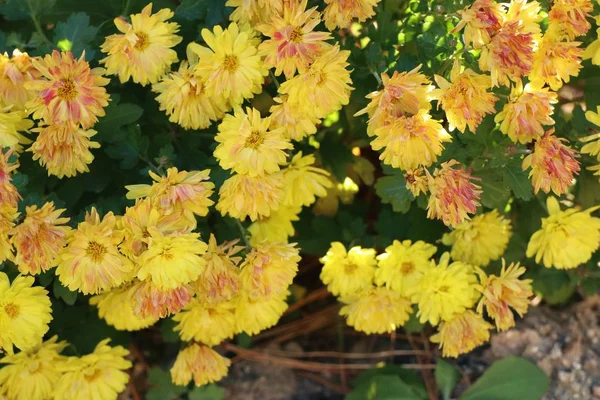Flores de crisantemo en corea de primavera —  Fotos de Stock