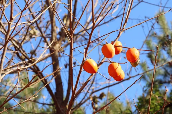 Árbol de caqui primavera corona — Foto de Stock