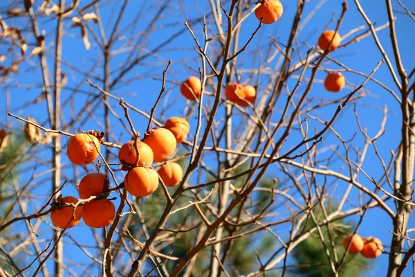 Árbol de caqui primavera corona — Foto de Stock