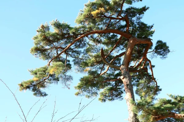 Çam ağacı içinde korea — Stok fotoğraf