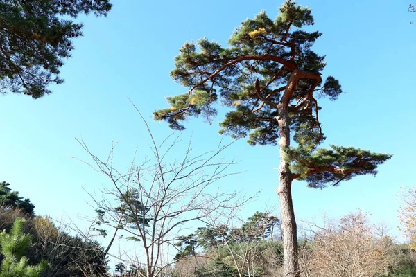 在韩国的松树 — 图库照片