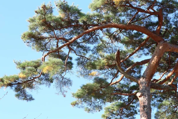 韓国の松の木 — ストック写真