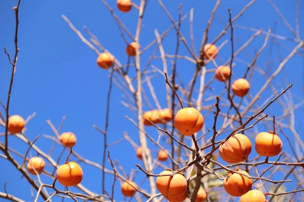 Árbol de caqui primavera corona — Foto de Stock