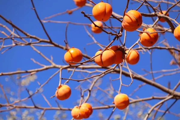 Persimmon drzewo wiosna korea — Zdjęcie stockowe