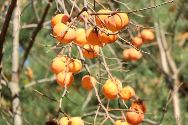 Persimmon tree spring korea — Stock Photo, Image