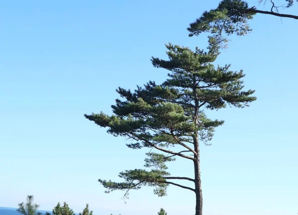 Çam ağacı içinde korea — Stok fotoğraf