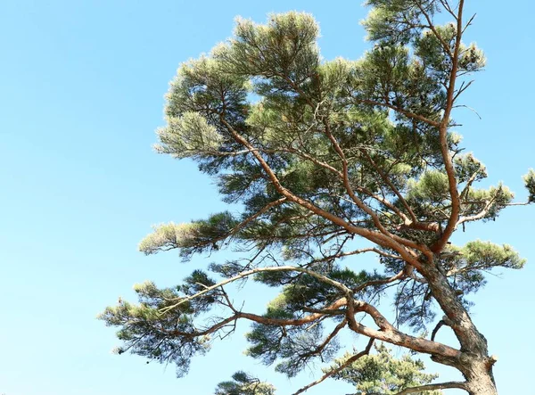 Çam ağacı içinde korea — Stok fotoğraf