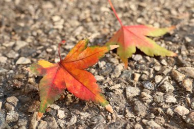 Akçaağaç yaprakları Kore bahar