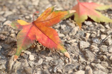 Akçaağaç yaprakları Kore bahar