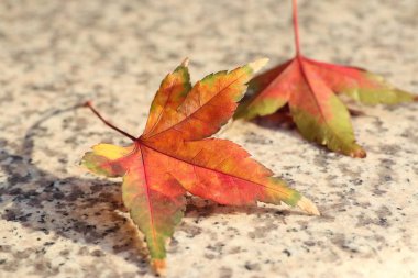 Akçaağaç yaprakları Kore bahar