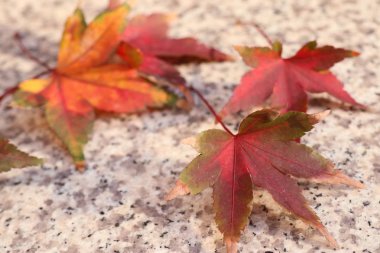 Akçaağaç yaprakları Kore bahar