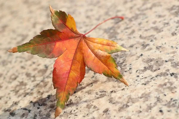 Ahornblätter im Frühling — Stockfoto