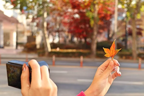 Maple leaves in spring korea — Stock Photo, Image