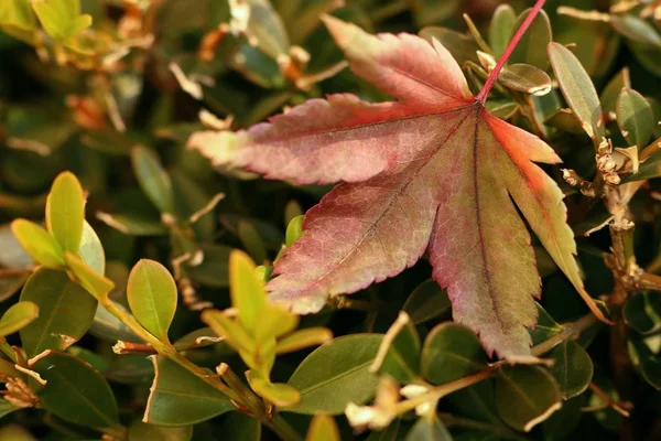 Ahornblätter im Frühling — Stockfoto