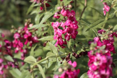 Unutma beni çiçekleri.