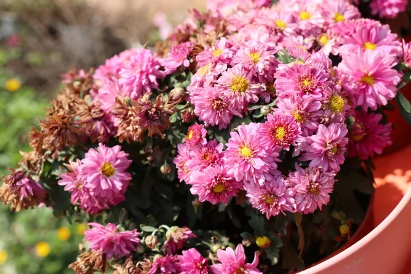 Chrysanthemenblüte in natur — Stockfoto