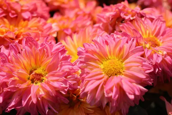 Chrysanthemum flower in natural — Stock Photo, Image