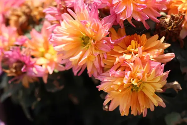 自然に菊の花 — ストック写真