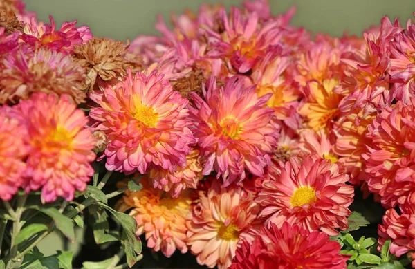 Chrysanthemum flower in natural — Stock Photo, Image