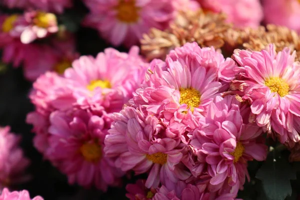 Chrysanthemenblüte in natur — Stockfoto