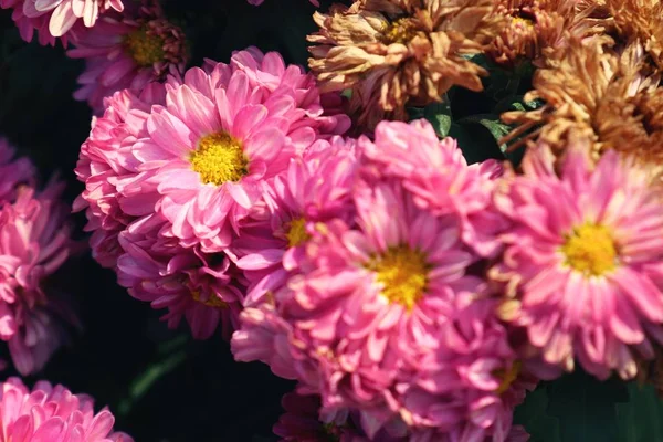 Fleur de chrysanthème naturel — Photo