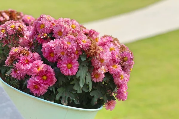 Krysantemum blomma i naturliga — Stockfoto